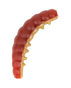 Berkley Powerbait Power Honey Worms Red Yellow